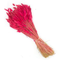 Lagurus secco rosa carico - 70 cm