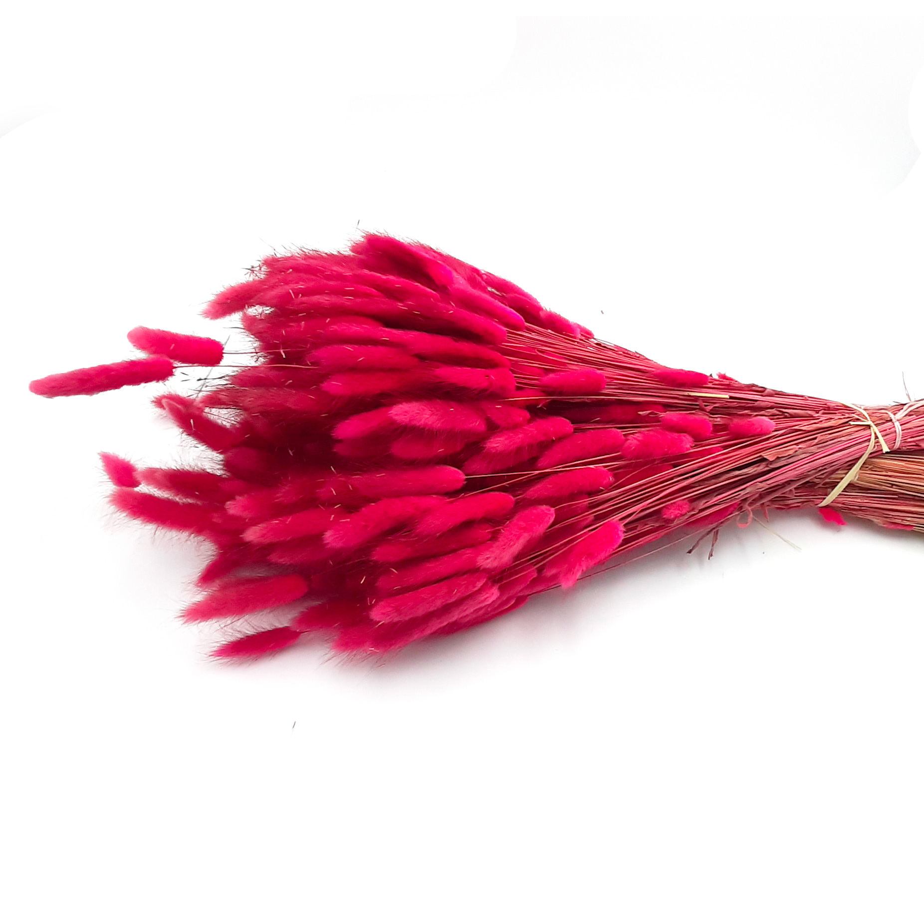 Lagurus secco rosa carico - 70 cm