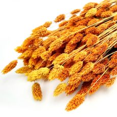 Phalaris essiccato arancione - 70 cm