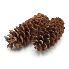 Pigna Lambertiana 20/30 cm - 2 pezzi