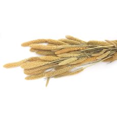 Setaria essiccata - 80 cm