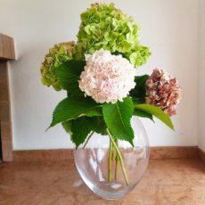 Vasi, bicchieri, ciotole e piatti in vetro per piante e fiori