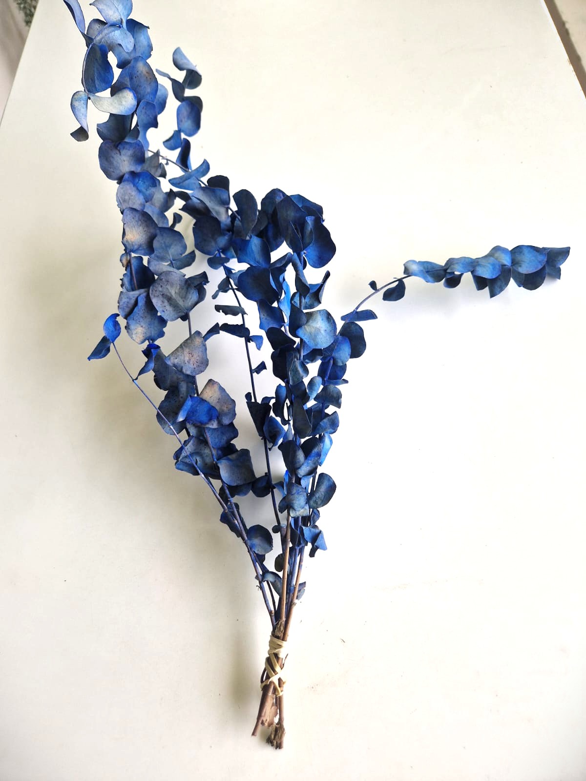 Eucalipto Colorato Bluette - immagine 4