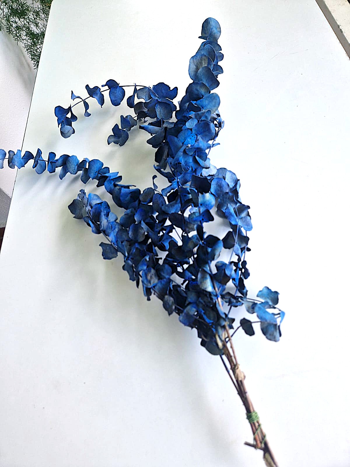 eucalipto colorato bluette 70