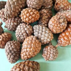 pigne naturali chiuse per decorazioni fai da te