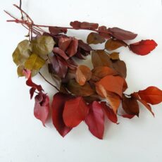 salal stabilizzato