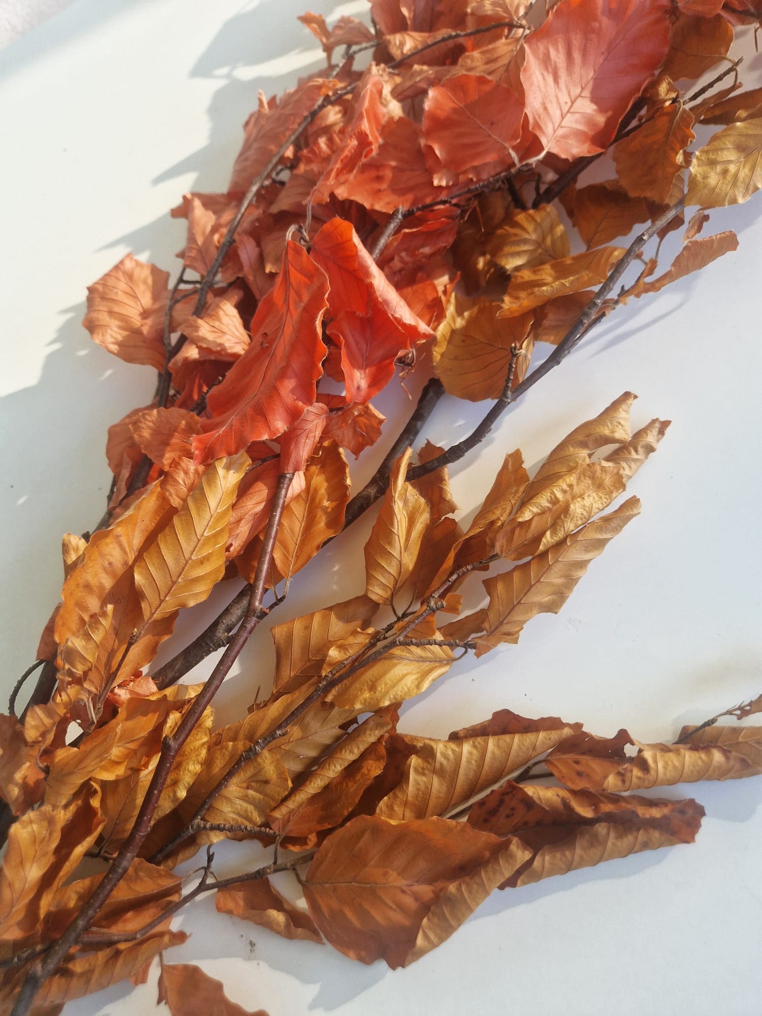 Mazzo faggio stabilizzato autunnale
