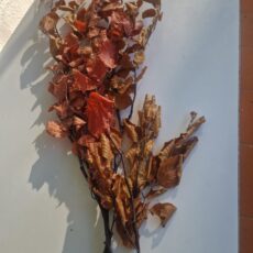 Mazzo faggio stabilizzato autunnale