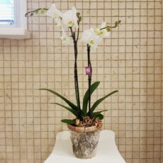 Vasi in legno per orchidee