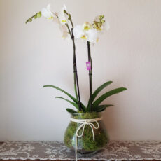 Vasi in Vetro per Orchidee Eleganti e Decorativi