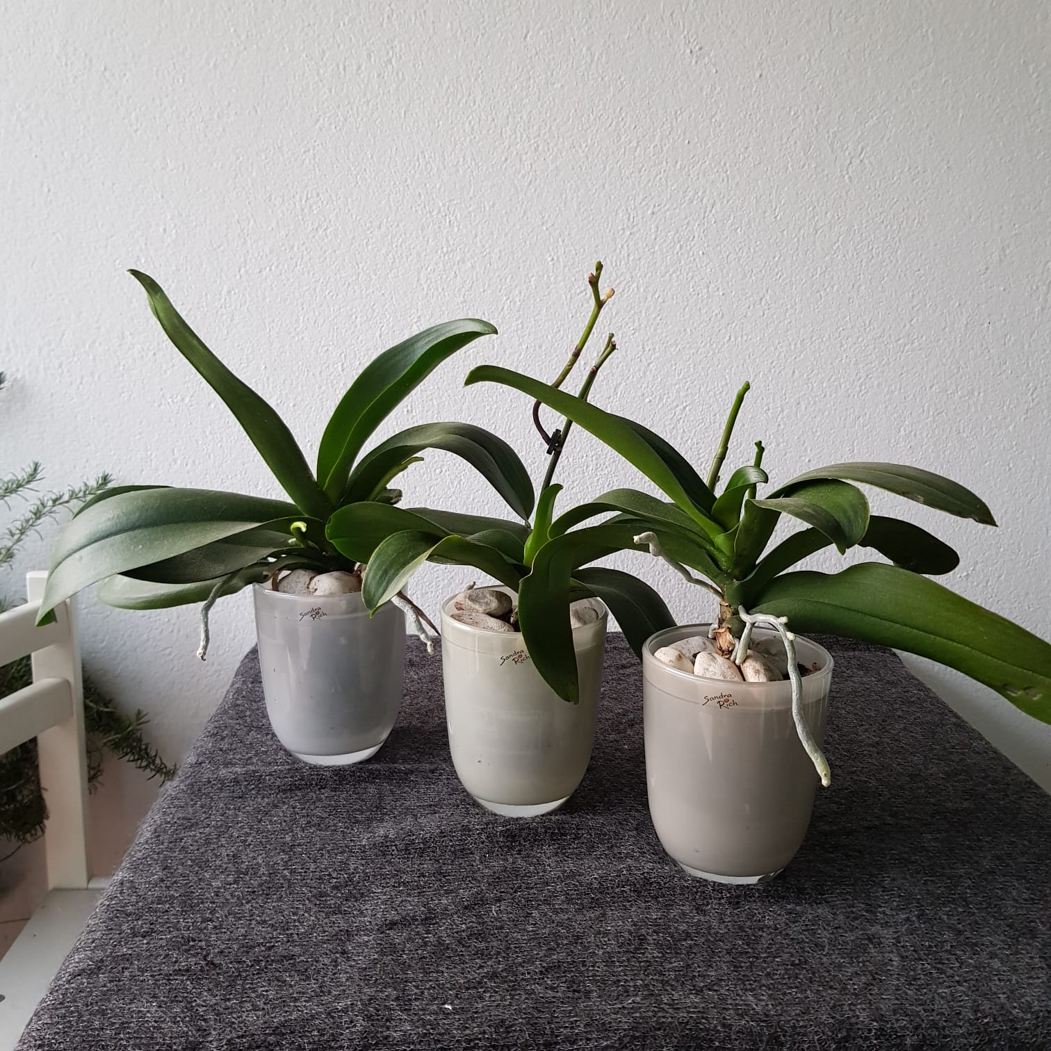 Vasi orchidee in vetro Sandra Rich 3 colori - 16 cm, shop online vasi  piante e fiori