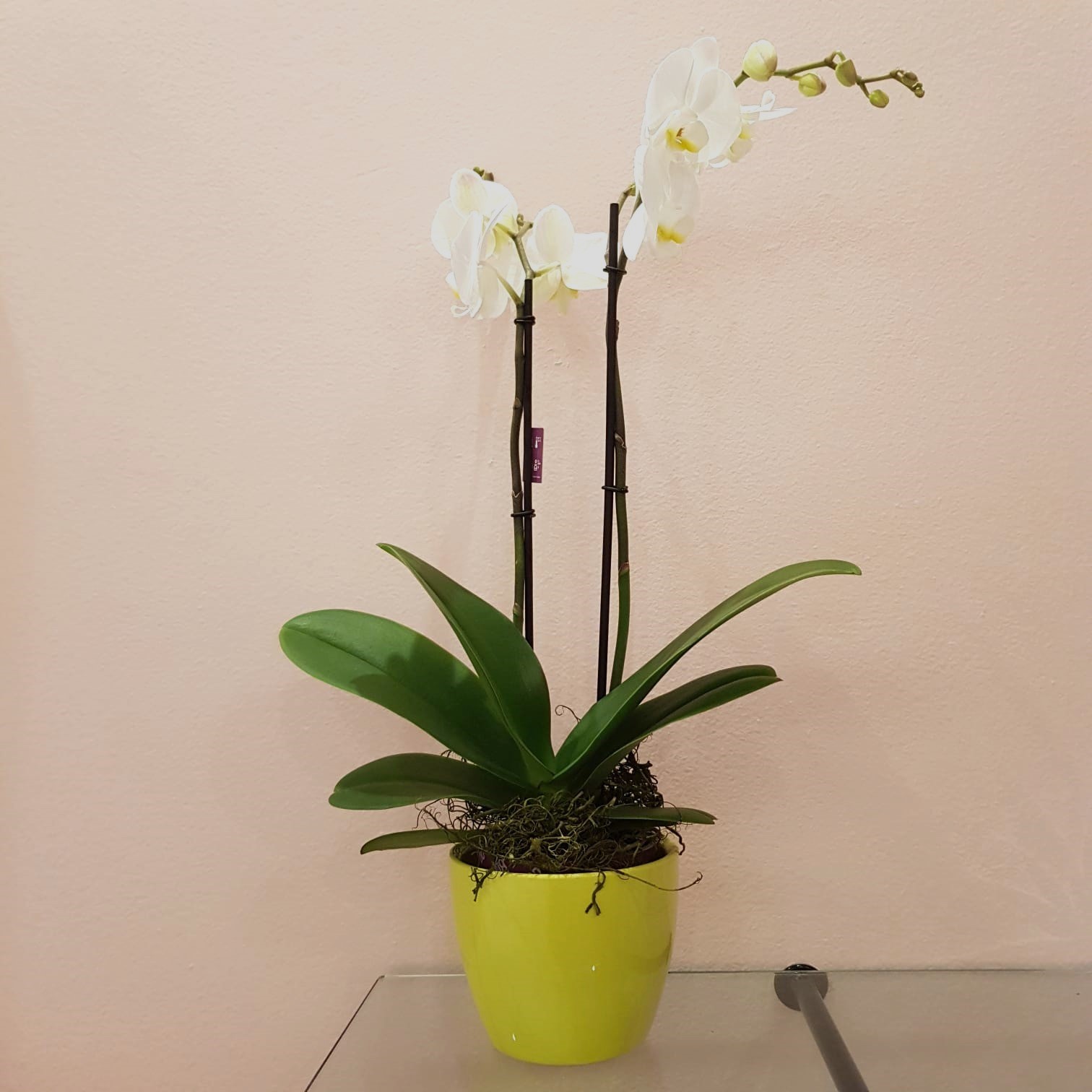 Vaso verde acido ceramica per orchidee, shop online vasi piante e fiori