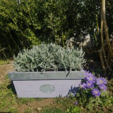 Cestine, vasi, vasetti, ceramiche per abbellire coi fiori estivi