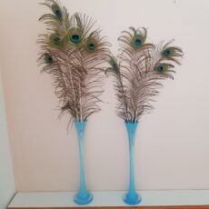 piume di pavone vere