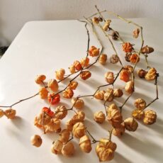 Physalis Alchechengi essiccati – Steli irregolari