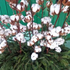 Rami cotone naturale
