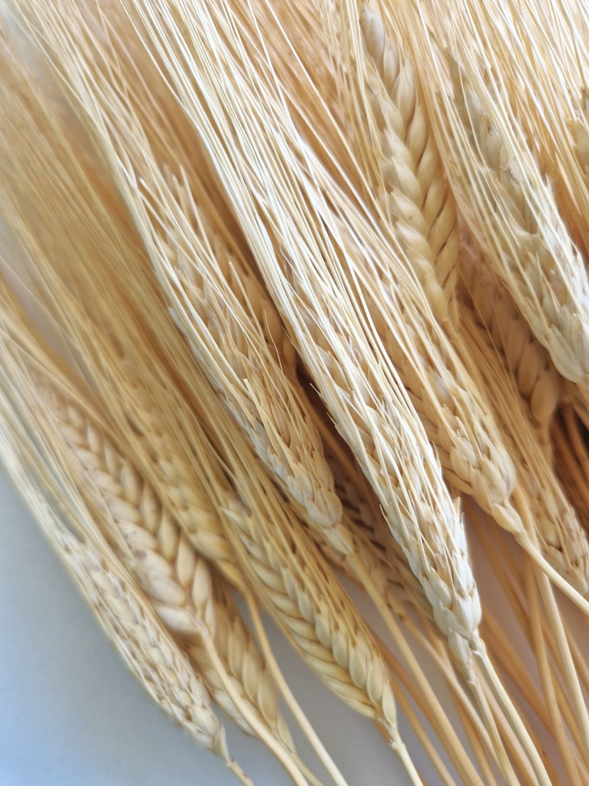 Spighe Grano Baffo Giallo - immagine 2