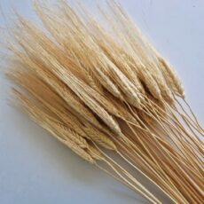 spighe grano baffo giallo