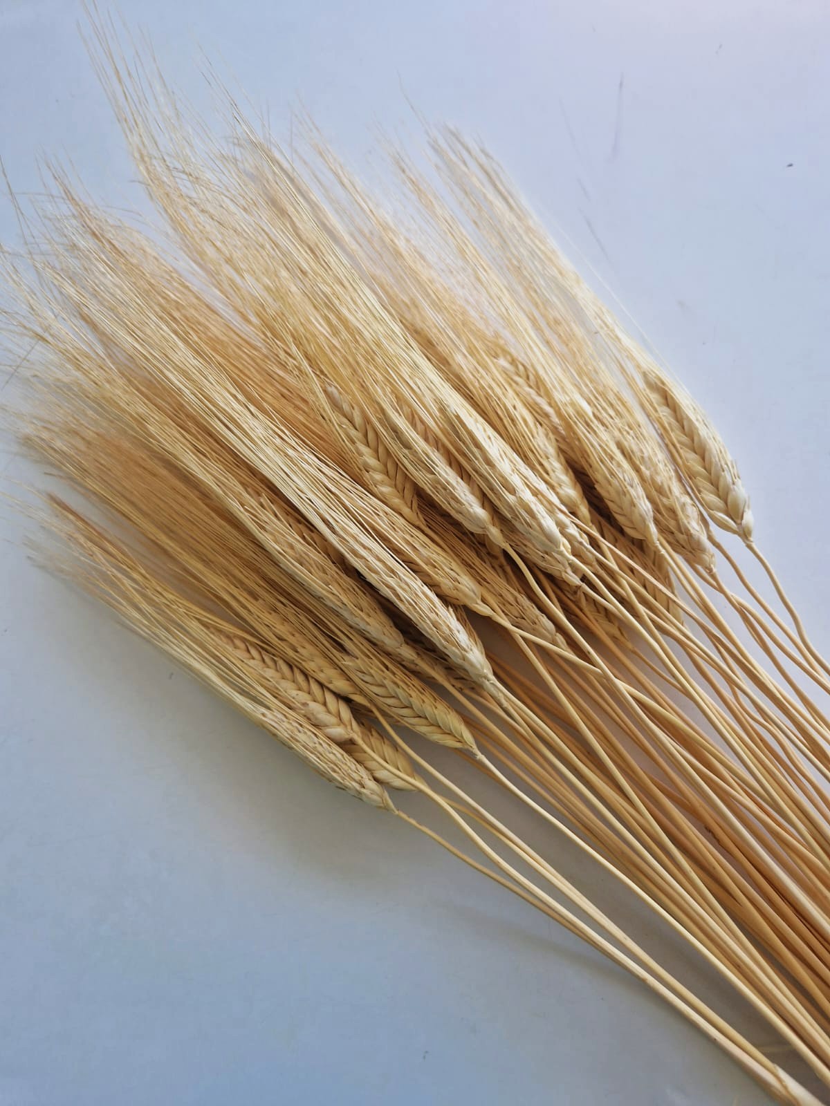 spighe grano baffo giallo