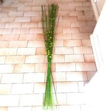 Rami Rattan verde con palline 9 steli - 160 cm