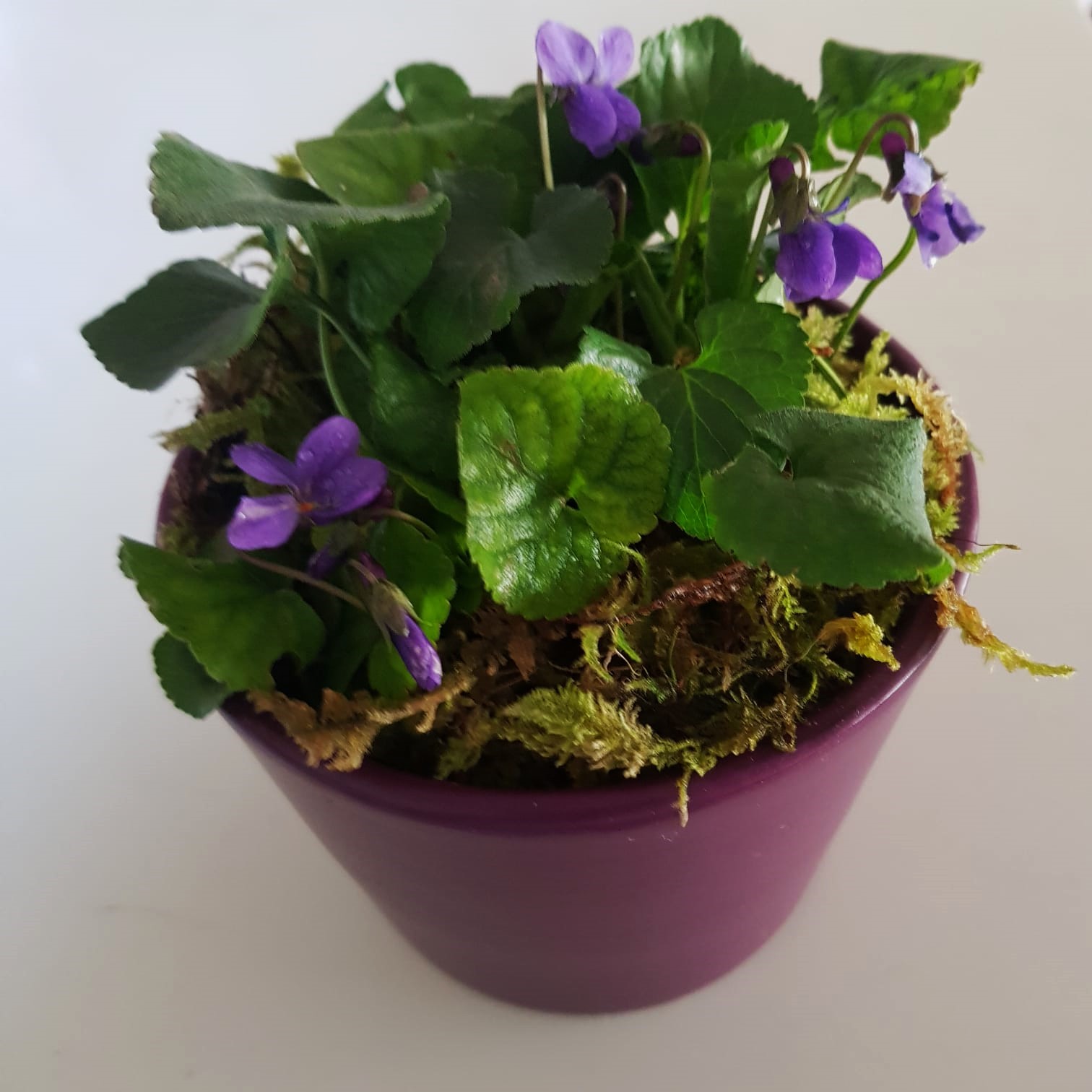 vasetto in ceramica viola