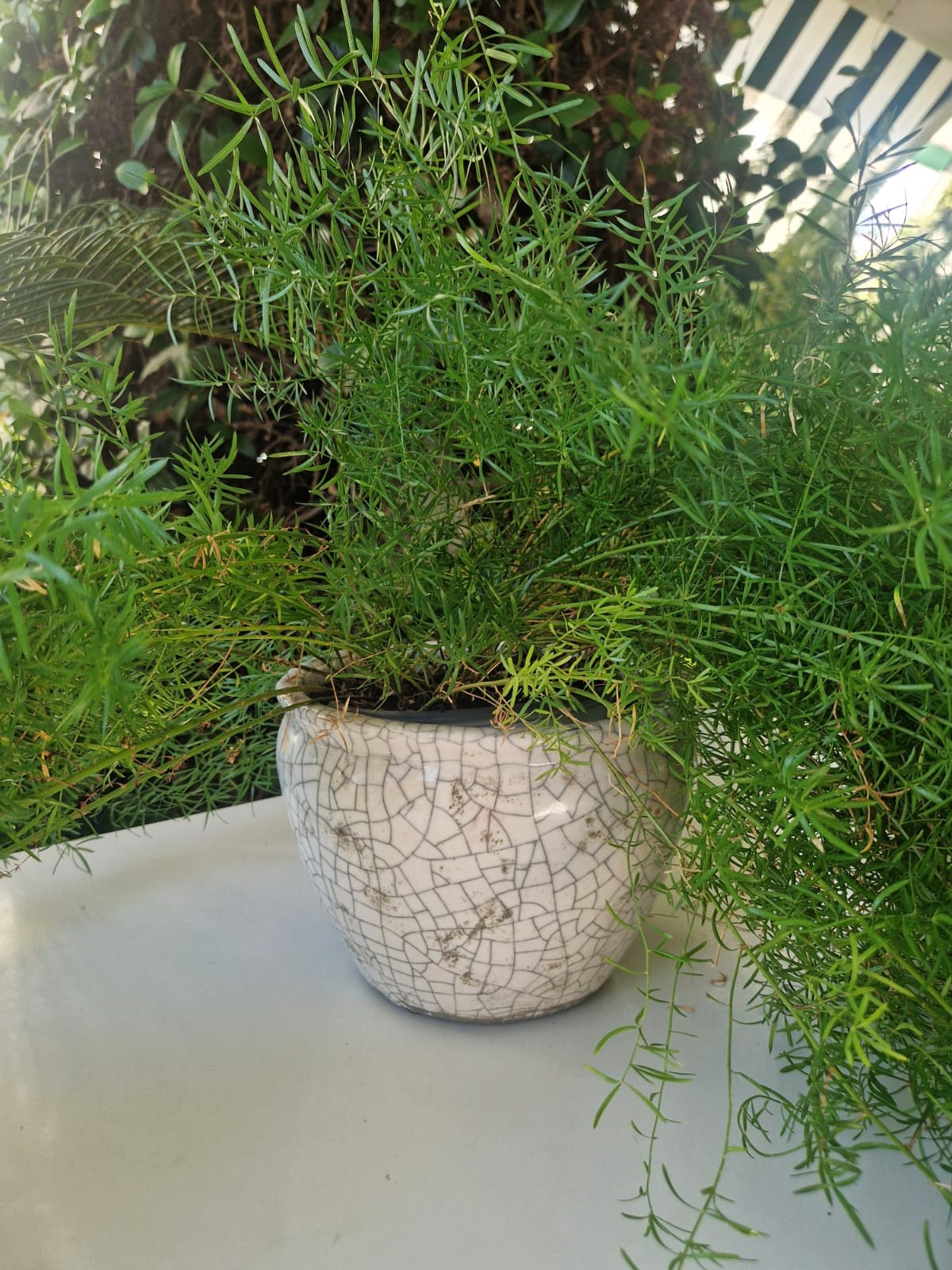 vaso provenzale