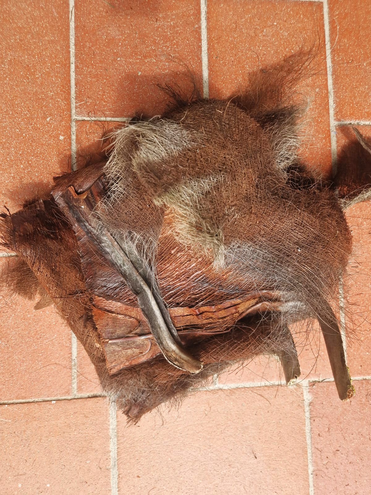 fibra naturale di palma