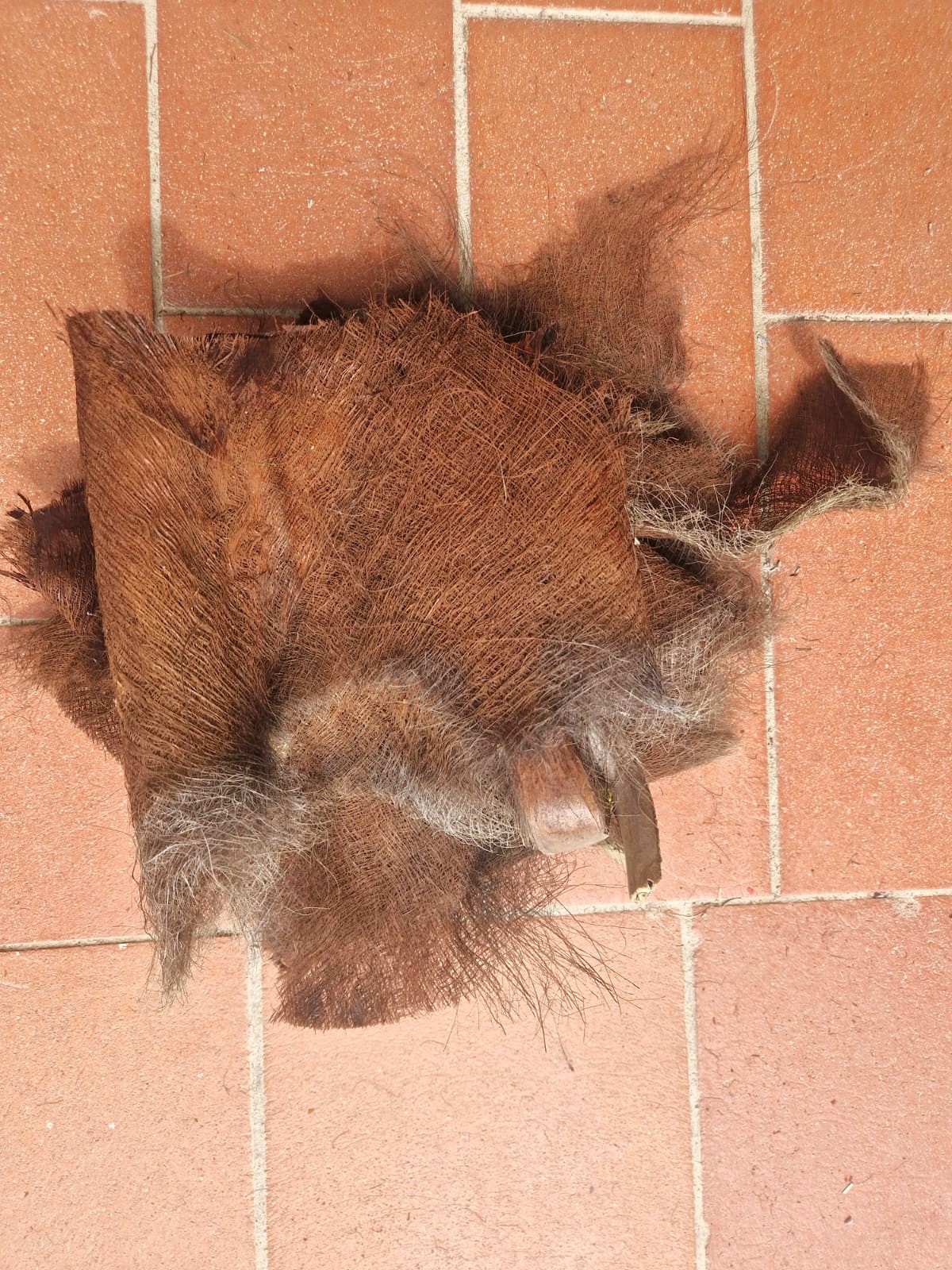 Fibra naturale di Palma - immagine 3