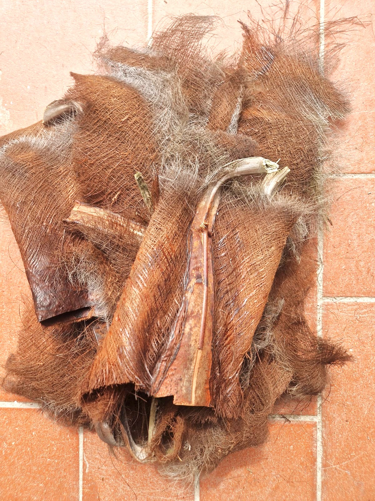 fibra naturale di palma