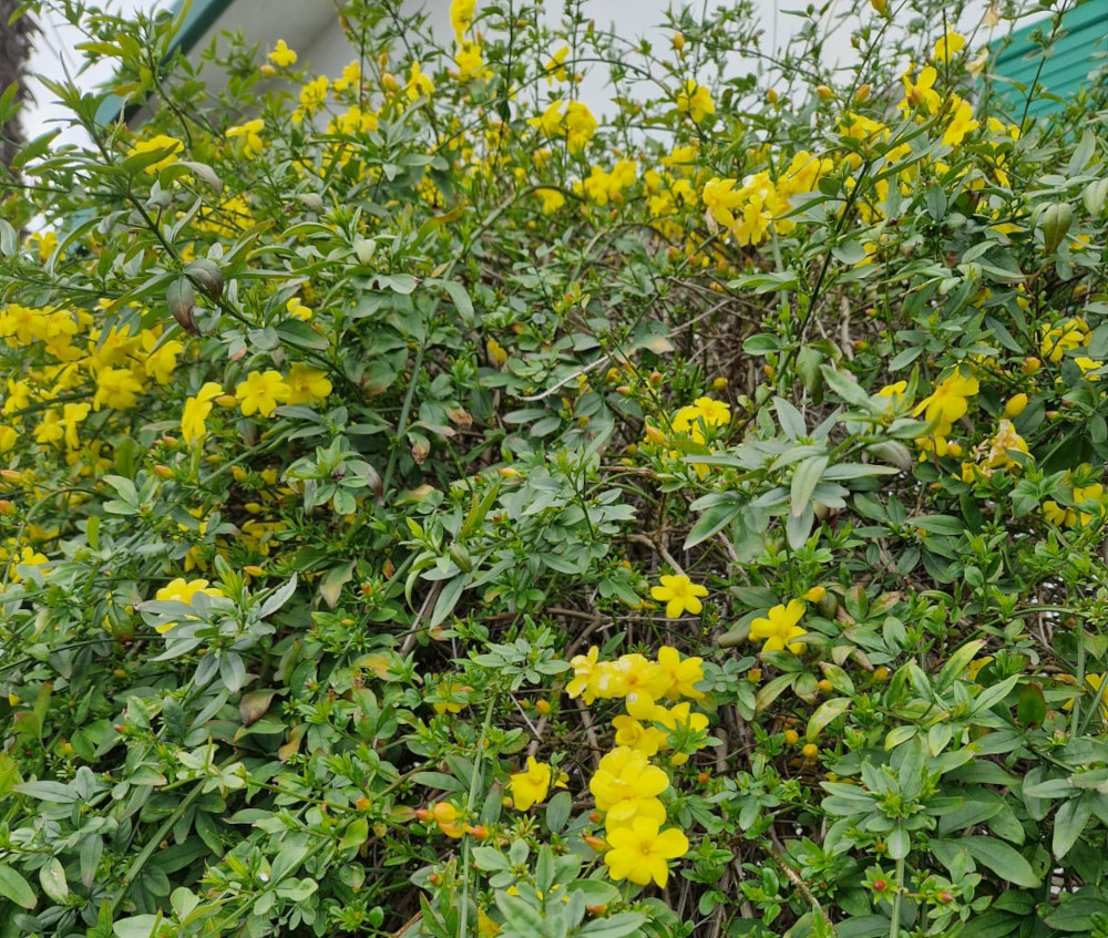 Eco-Consigli per la Casa-potare, abbellire e proteggere l'ambiente in pochi semplici passi-1