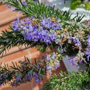Eco-Consigli per la Casa-potare, abbellire e proteggere l'ambiente in pochi semplici passi Eco-Consigli per la Casa-potare, abbellire e proteggere l'ambiente in pochi semplici passi