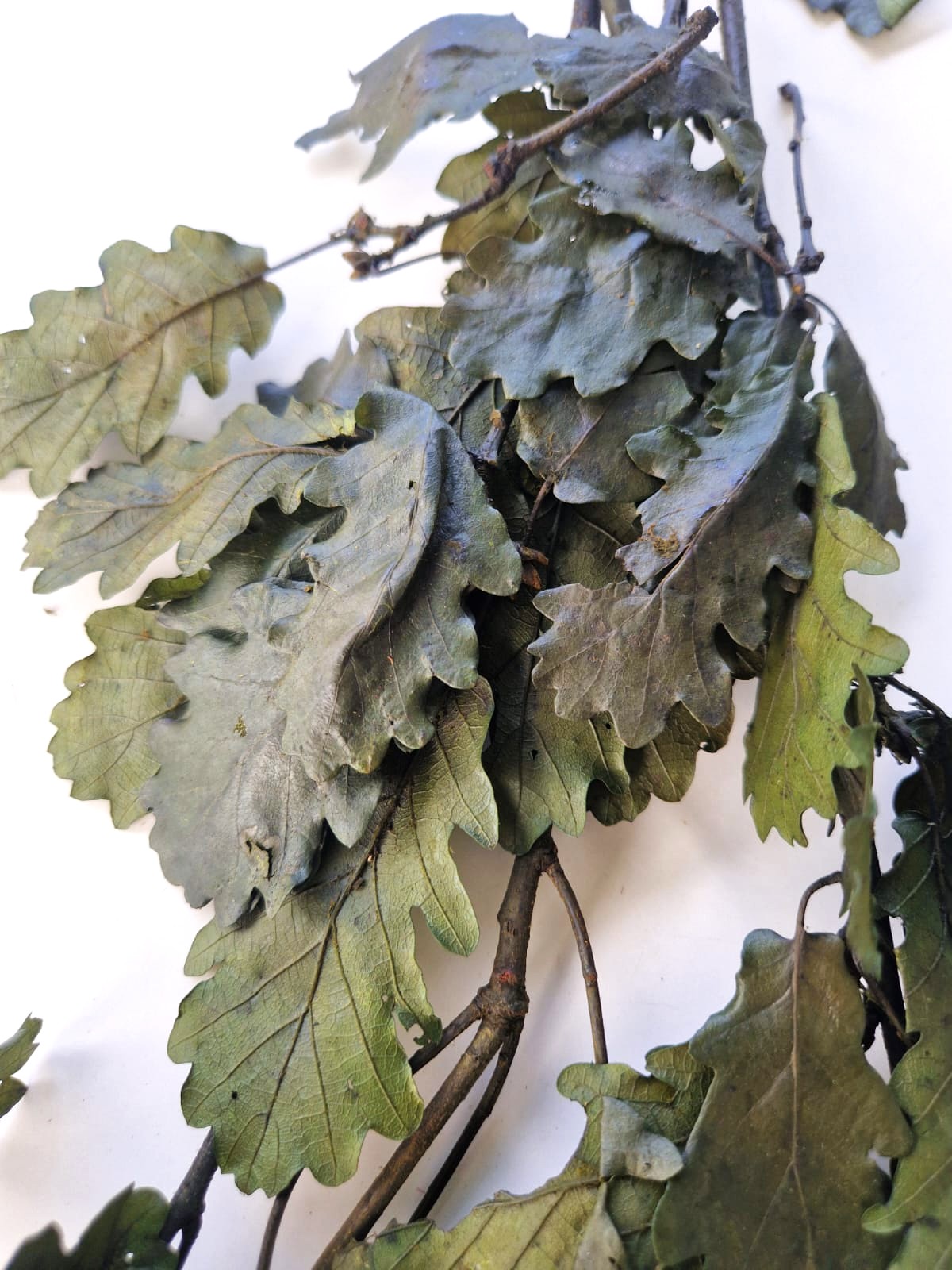 Quercia stabilizzata verde
