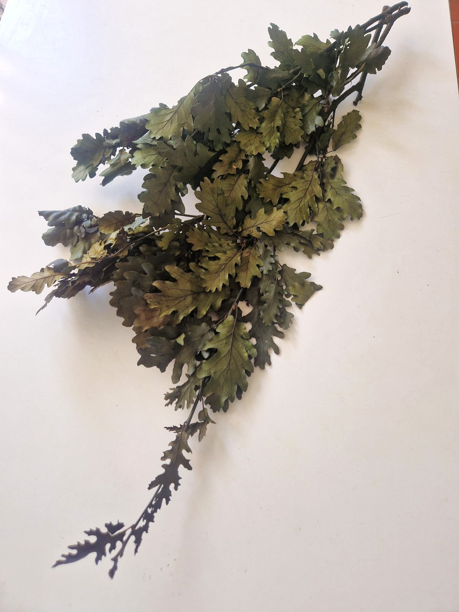 Quercia stabilizzata verde