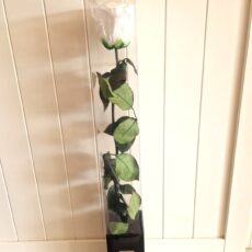 rosa stabilizzata con gambo bianca