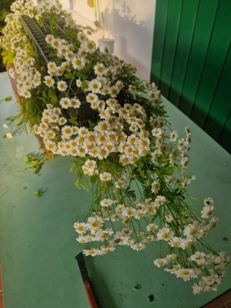 Centrotavola-di-130-cm-con-fiori-del-giardino-come-ho-realizzato-una-composizione-floreale-naturale-primaverile