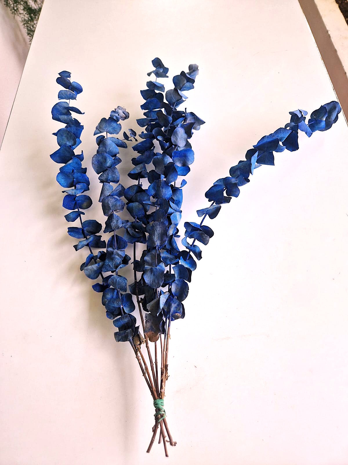 eucalipto colorato bluette60