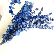 eucalipto colorato bluette