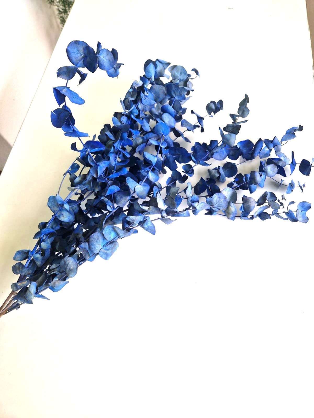 eucalipto colorato bluette